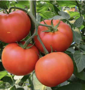 Bertie’s homestead tomatoes