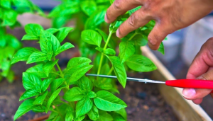 pruning basil plant in vegetable garden