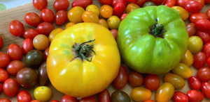 grape tomatoes freshly picked, along with a yellow and green tomatoes