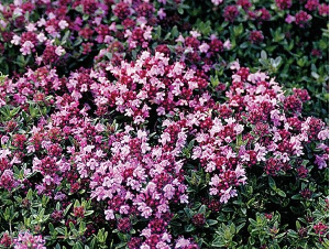 light pink creeping thyme