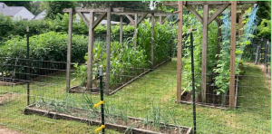 Homesteading garden