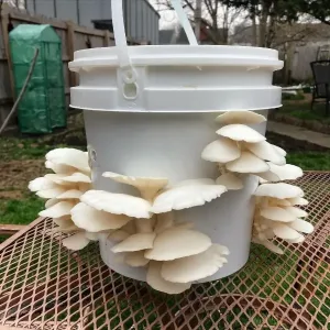 Learn how to grow mushrooms at home
